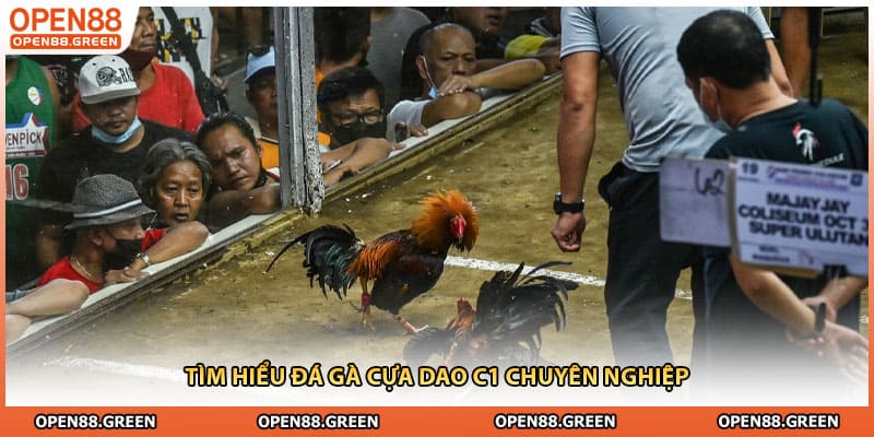 Tìm hiểu đá gà cựa dao c1 chuyên nghiệp